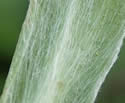 [photo of stem leaves]