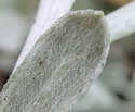 [photo of stem leaf]