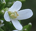 [photo of flowers]