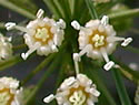 [photo of flowers]