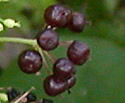 [photo of fruit]