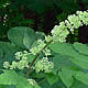 [photo of Spikenard]