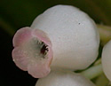 [photo of flowers]