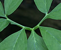 [photo of leaves]