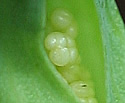 [photo of flowers]