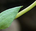 [photo of spathe and spadix]