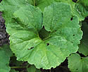 [photo of basal leaves]