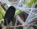 [photo of fruit]