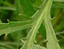 [photo of leaves]