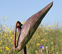 [photo of fruit]
