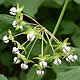 [photo of Poke Milkweed]