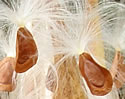 [photo of fruit]