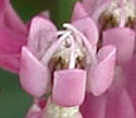 [photo of flowers]