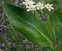 [photo of leaves]