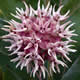 [photo of Showy Milkweed]