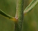 [photo of leaves]