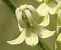 [photo of flower]