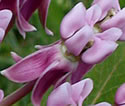 [photo of flowers]