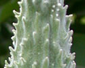 [photo of fruit]