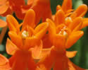 [photo of flowers]