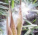 [photo of fruit]