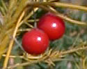 [photo of fruit]