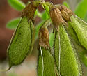 [photo of fruit]
