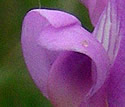 [photo of flowers]
