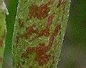 [photo of fruit]