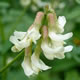 [photo of Cooper's Milkvetch]