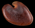 [photo of seeds]