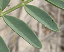 [photo of leaves]