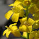 [photo of American Yellow Rocket]