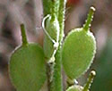[photo of fruit]