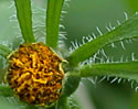 [photo of flower]