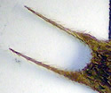 [photo of seed]