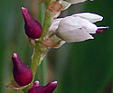 [photo of flowers and bulblets]