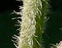 [photo of leaves]