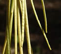 [photo of fruit]