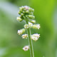 [photo of Toothed Rock Cress]