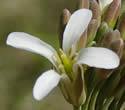 [photo of flowers]