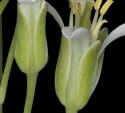 [photo of sepals]