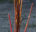 [photo of fruit]