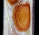 [photo of seed]