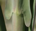 [photo of stem leaves]