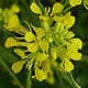 [photo of Black Mustard]