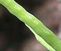[photo of ripe fruit]