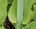 [photo of leaves]