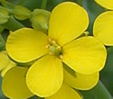 [photo of flowers]