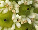 [photo of flower]